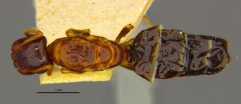 Media type: image;   Entomology 21556 Aspect: habitus dorsal view